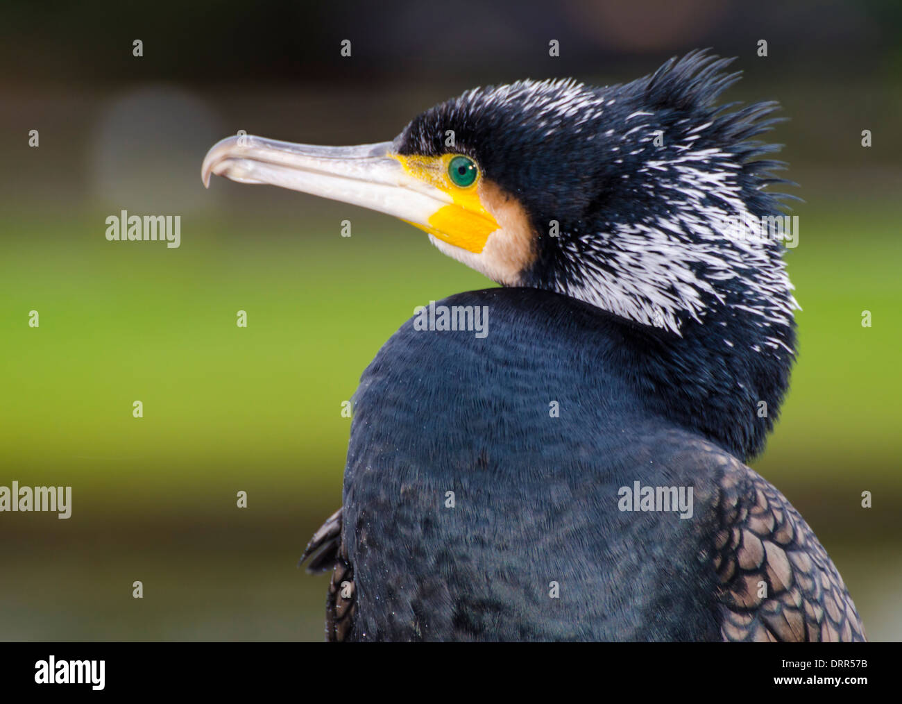 Cormorant (Phalacrocorax carbo) head and neck perching in Winter in West Sussex, England, UK. Stock Photo