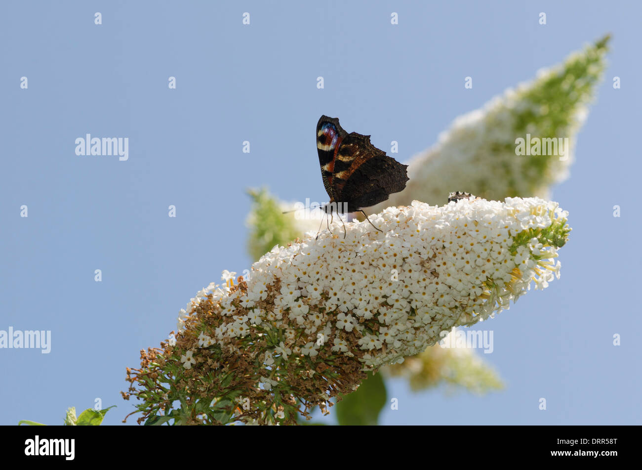 A Peacock Butterfly on a White Buddleia in a garden in cumbria, England. Stock Photo