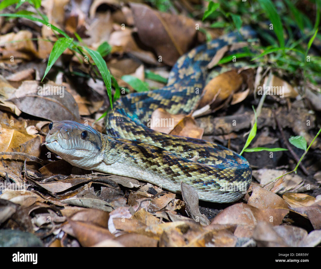 Amethyst python hi-res stock photography and images - Alamy