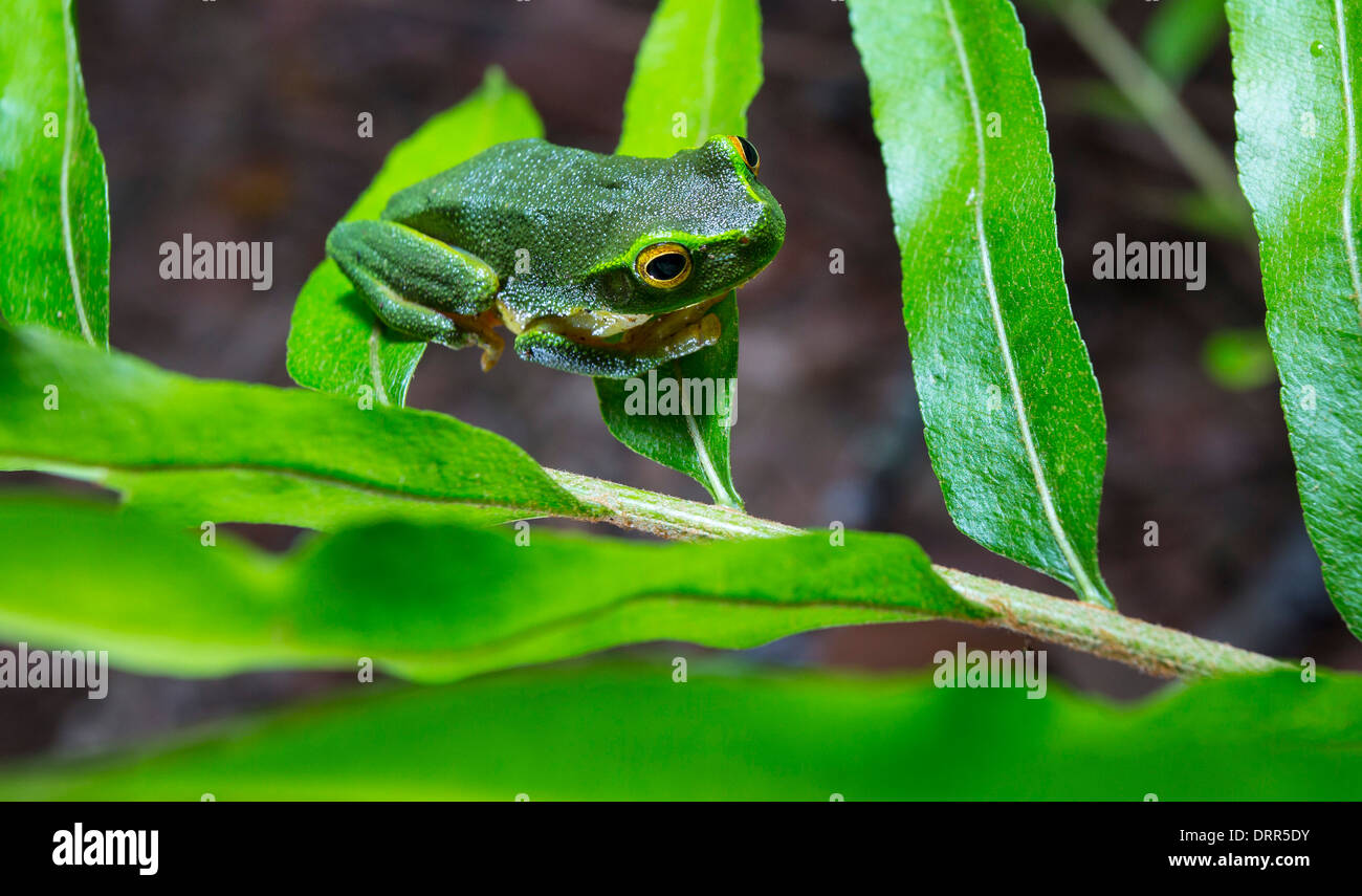 Dainty Green Tree Frog (Litoria gracilenta), also known as Graceful Tree Frog, Kuranda, Queensland, Australia Stock Photo