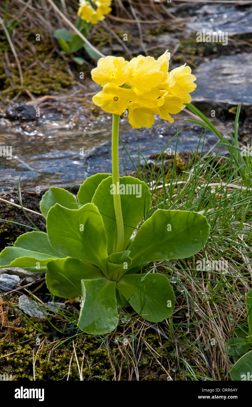Primula auricula or mountain cowslip in the Swiss Alps Stock Photo