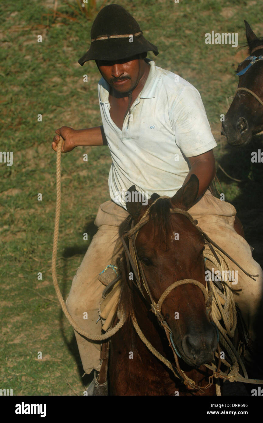 A llanero (Venezuelan cowboy) rides his horse as he works with cattle in the Hato Pinero ranch, Guarico state, Venezuela Stock Photo