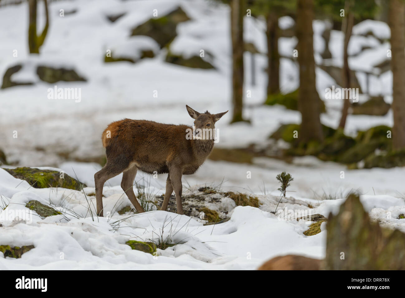 Hirschkuh Rothirsch, Cervus elaphus, female red deer Stock Photo