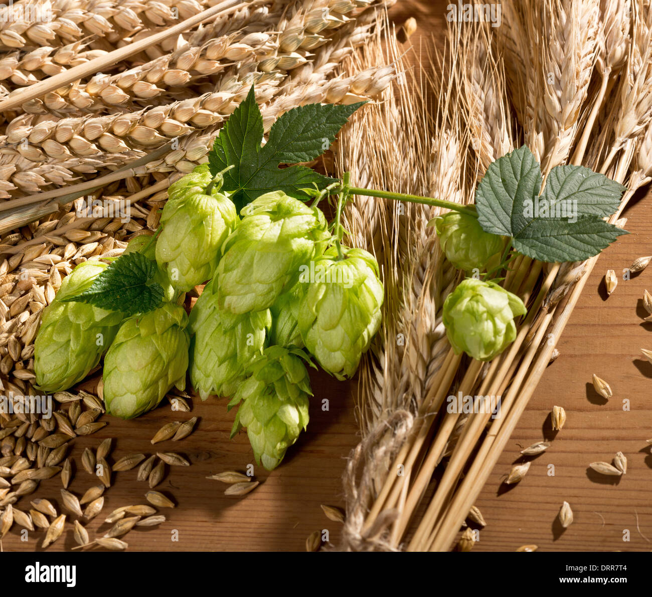 still life with raw material for beer production Stock Photo Alamy