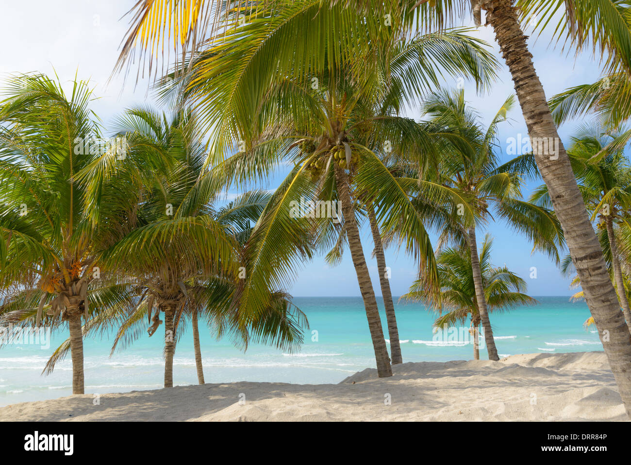 Karibik Strand mit Palmen, Caribbean beach with palms Stock Photo