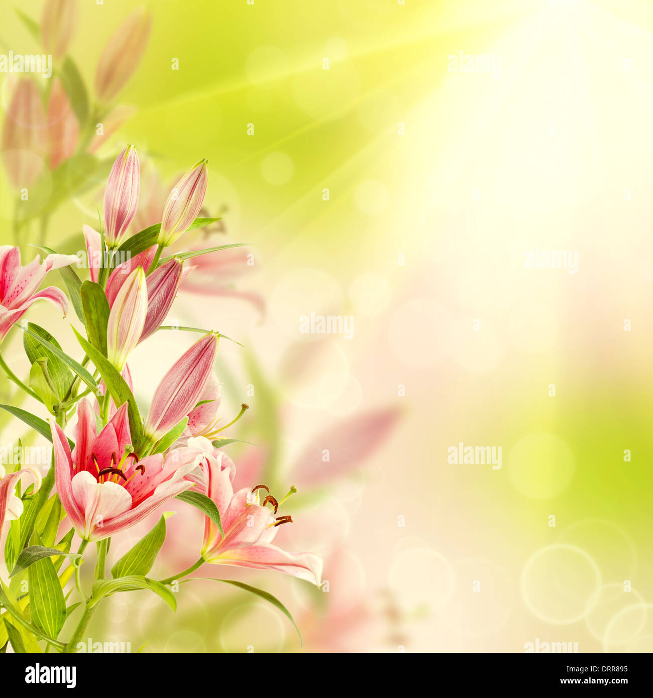 Pink lilies background Stock Photo Alamy
