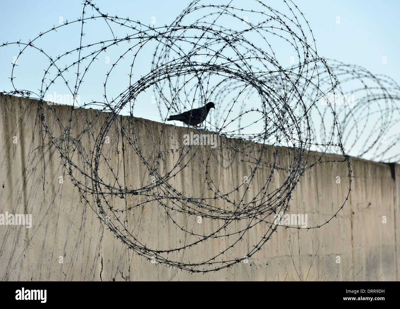 dove symbol of freedom and wire mesh Stock Photo