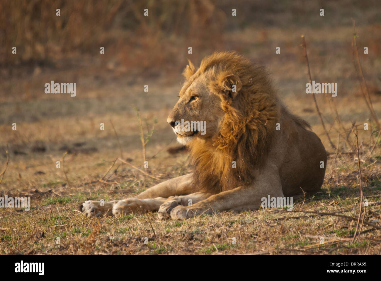 Lion (Panthera leo). Full grown male in early morning light. Stock Photo