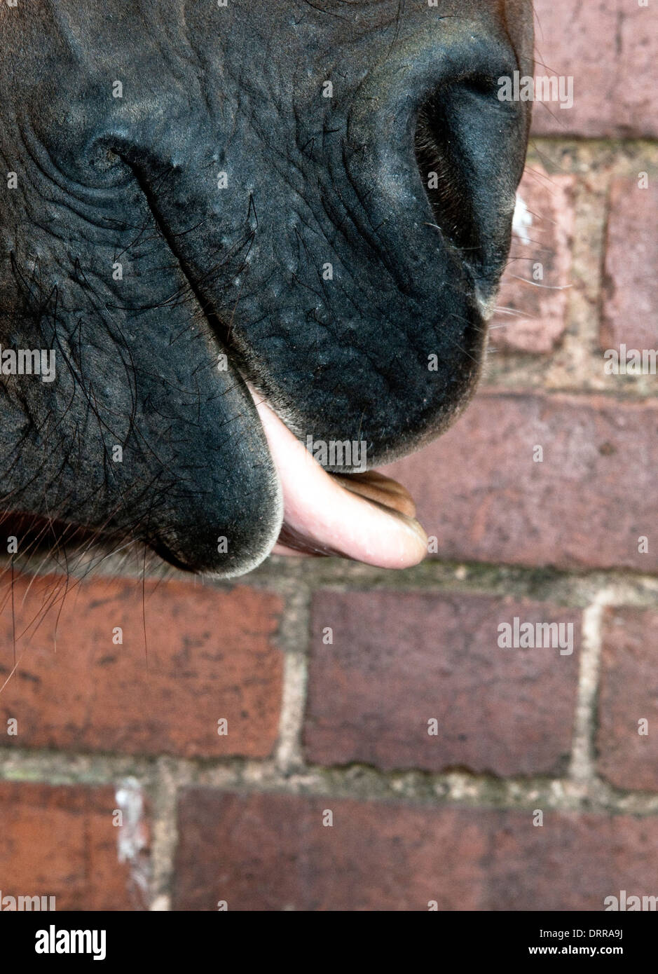 Horse licking hires stock photography and images Alamy