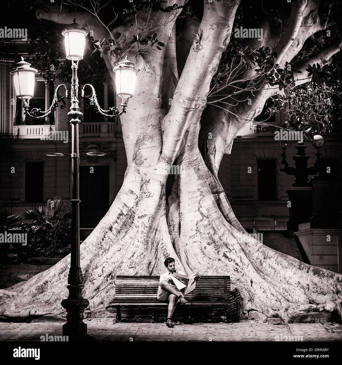 Calabria Tree Ficus macrophylla tree in Reggio Calabria's Lungomare, Italy Stock ...