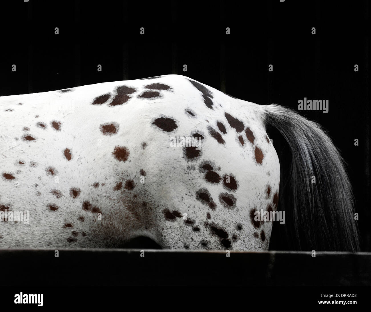 Side view of the rear half of a spotty horse with tail and a black background Stock Photo