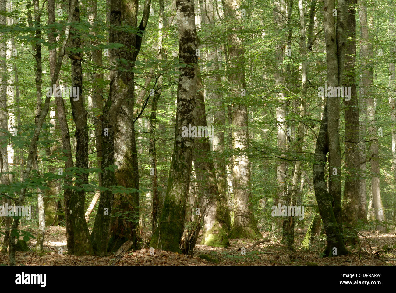 foret de Tronçais Stock Photo Alamy