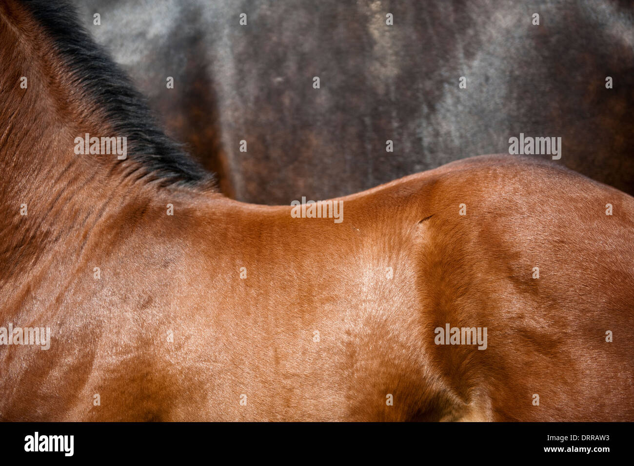 Profile of a bay foal against another horse - his dark bay mother. Stock Photo