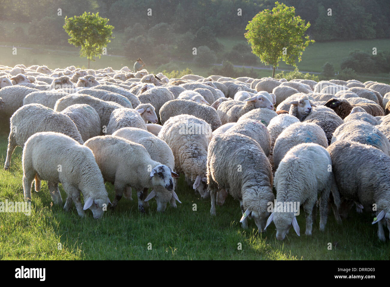 Flock of Sheep in the Taunus mountains in Germany Stock Photo - Alamy