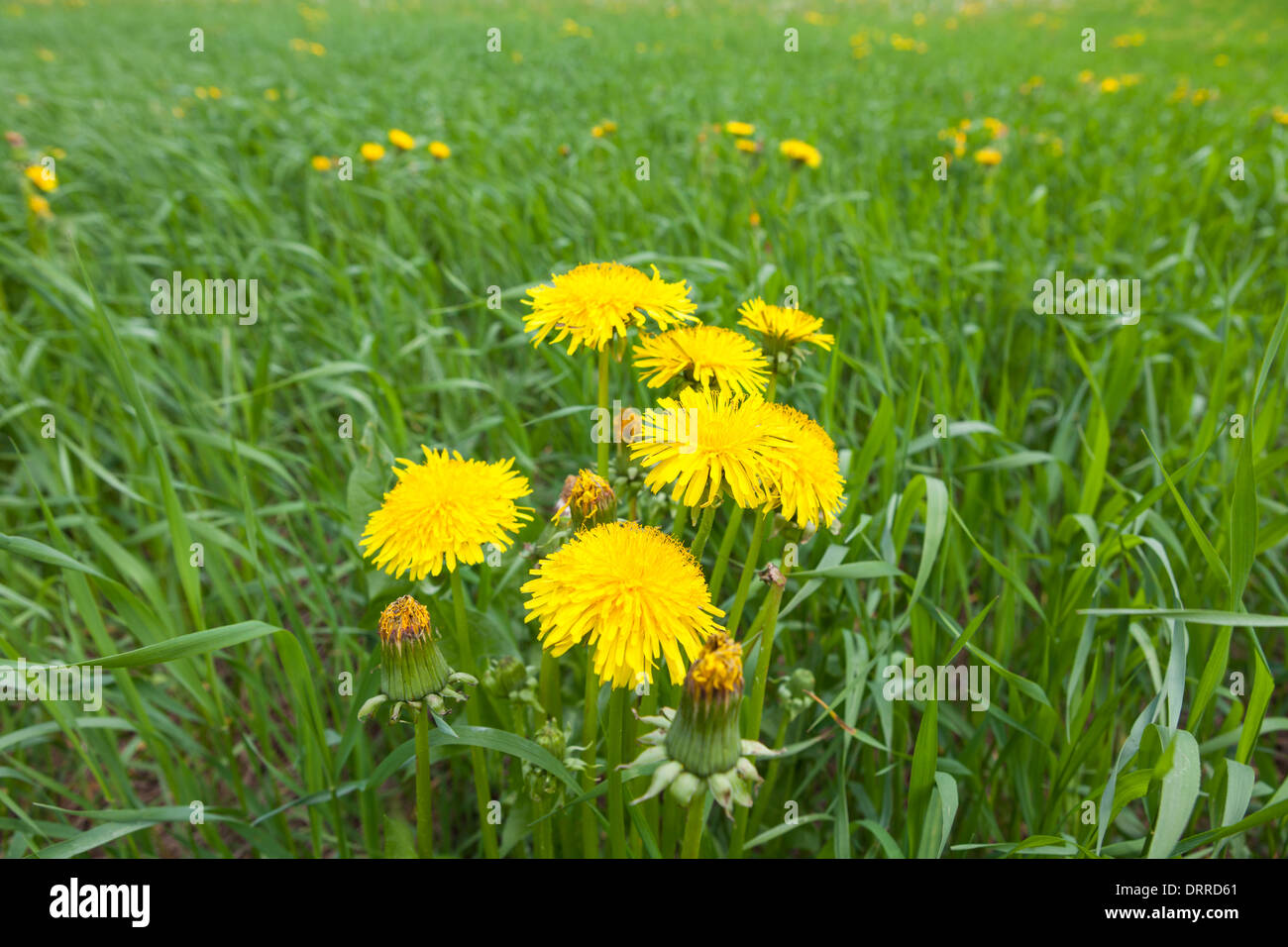 Beautiful Dandelions flowering in the grass field Stock Photo