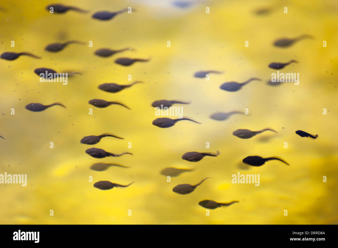 Tadpoles Stock Photo