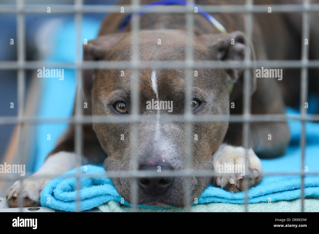 A STAFFORDSHIRE CROSS DOG IN A CAGE AT WOODGREEN ANIMAL SHELTER