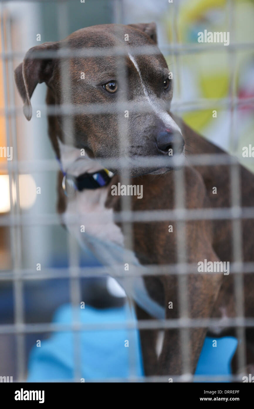 A STAFFORDSHIRE CROSS DOG IN A CAGE AT WOODGREEN ANIMAL SHELTER