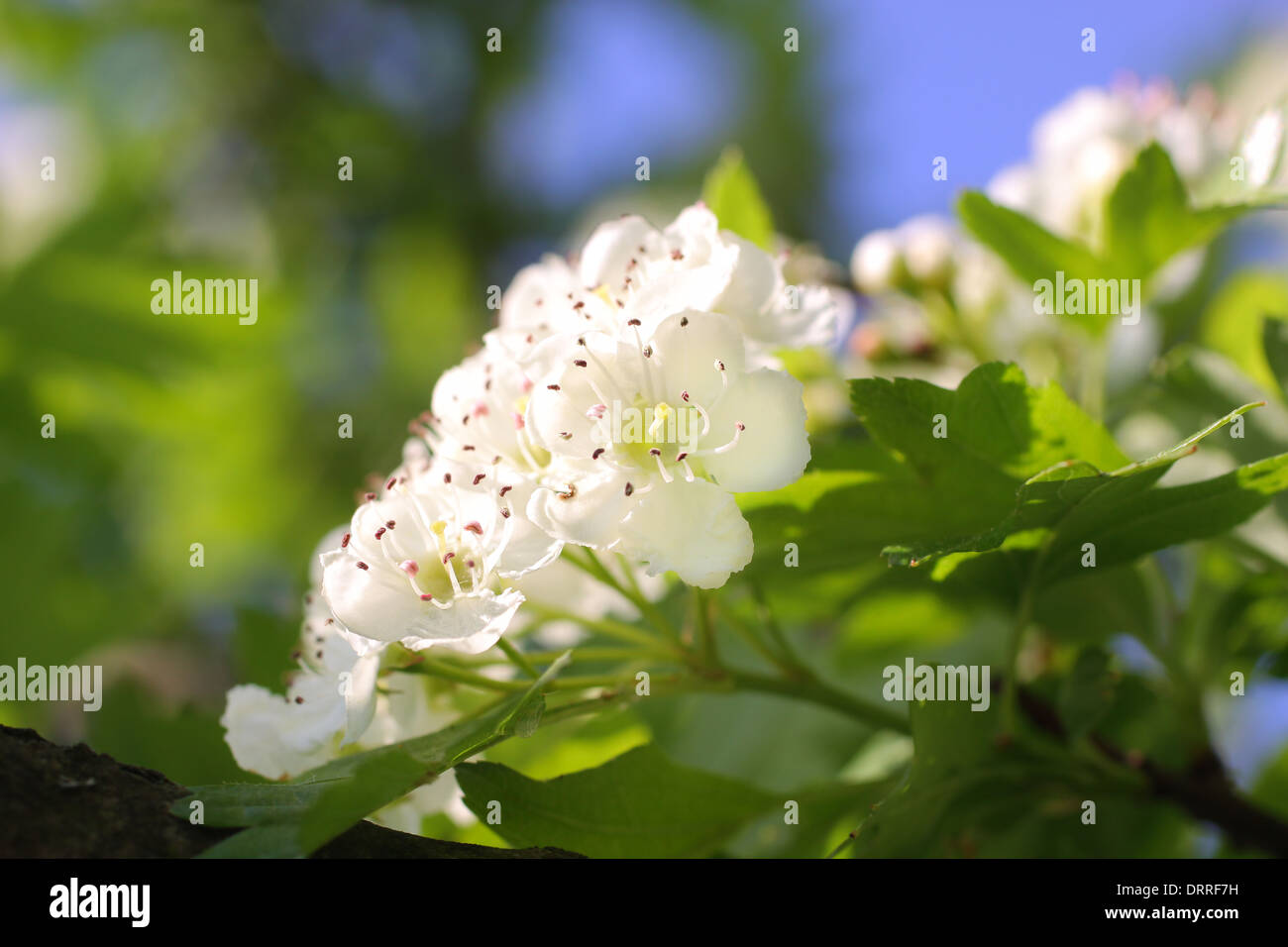 Close-up of cherry blossoms in spring time Stock Photo