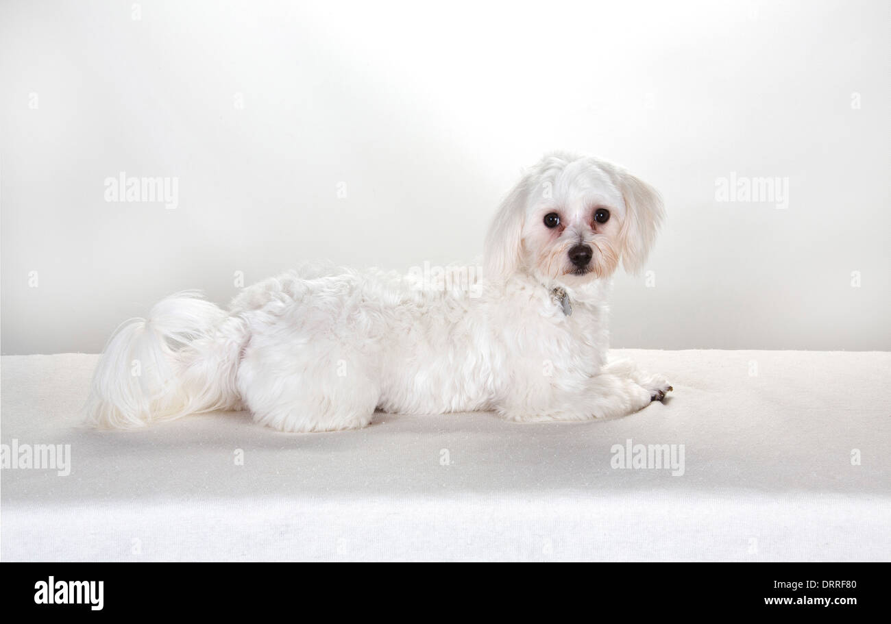 Maltese Toy Poodle Stock Photos Maltese Toy Poodle Stock Images