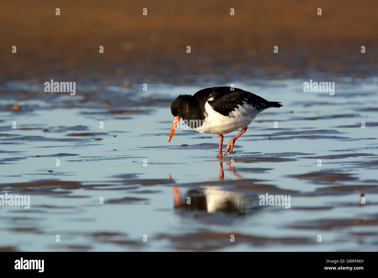 Oystercatcher on the sand reflected in the water. Stock Photo