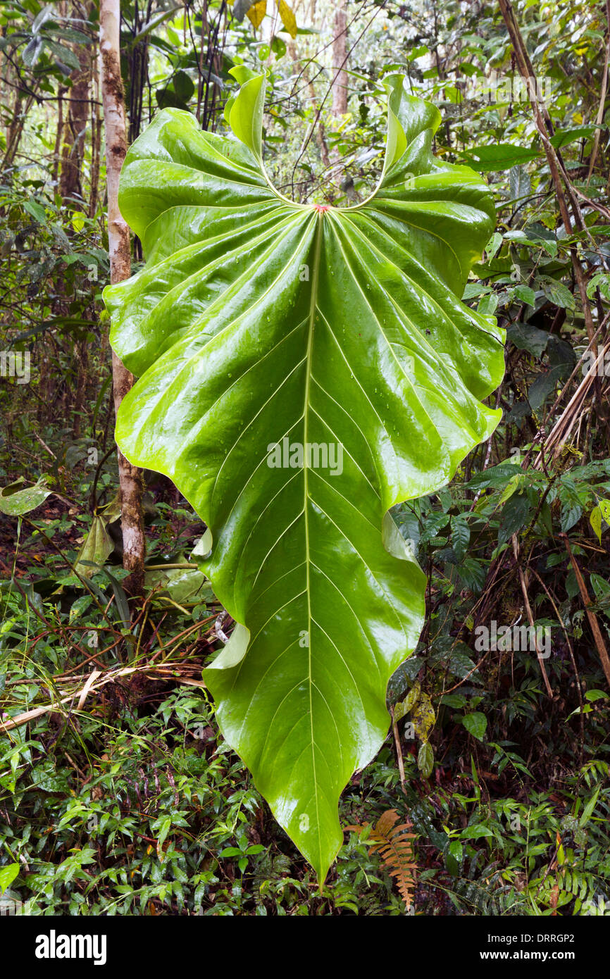 A very large heart shaped Philodendron leaf in cloudforest on the Pacific slopes of the Andes in Ecuador Stock Photo