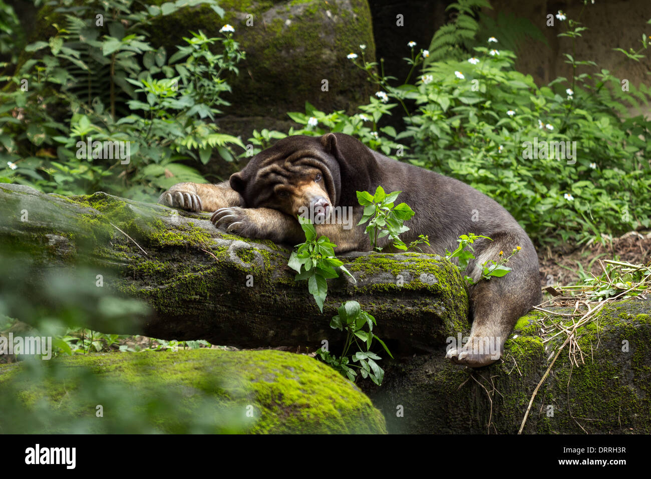 Sleepy Asian black bear (Ursus thibetanus) (or Moon bear or White-chested bear) lying on a log Stock Photo