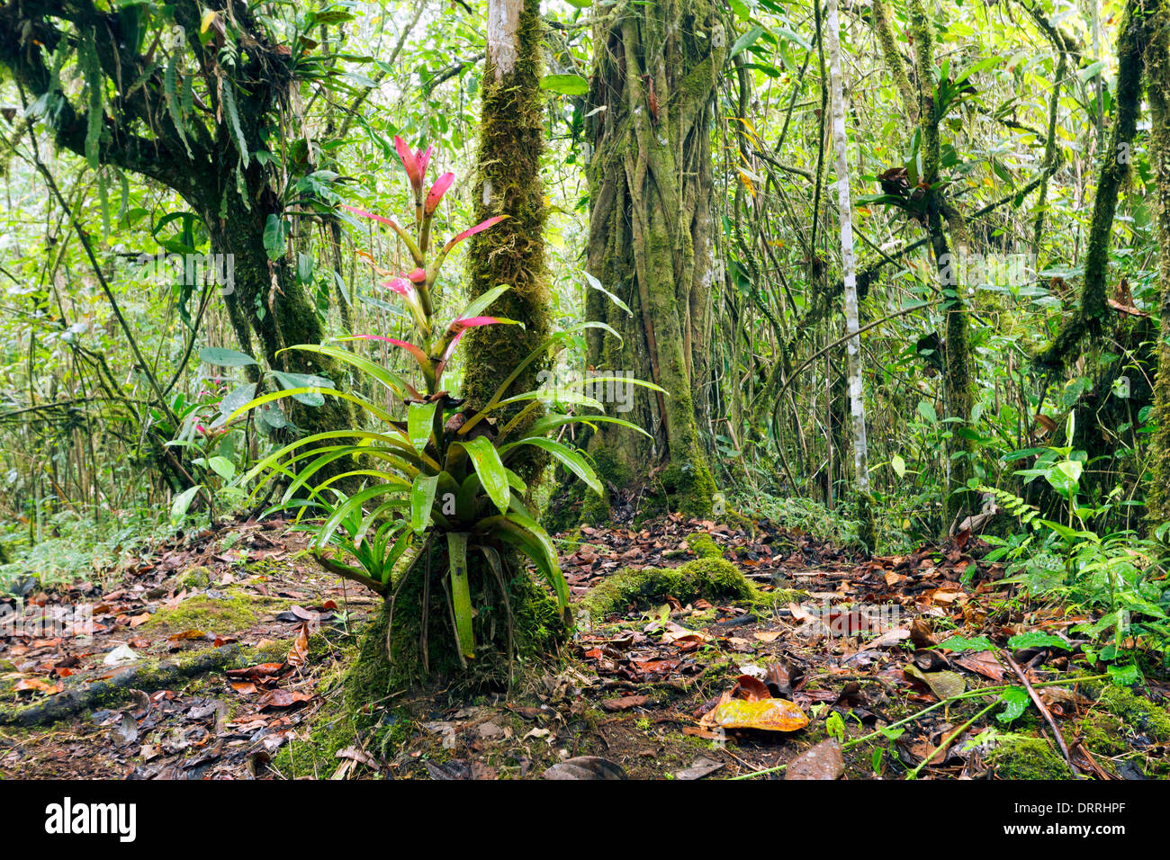 Interior of cloudforest on the Pacific slopes of the Andes in Ecuador with a flowering bromeliad Stock Photo