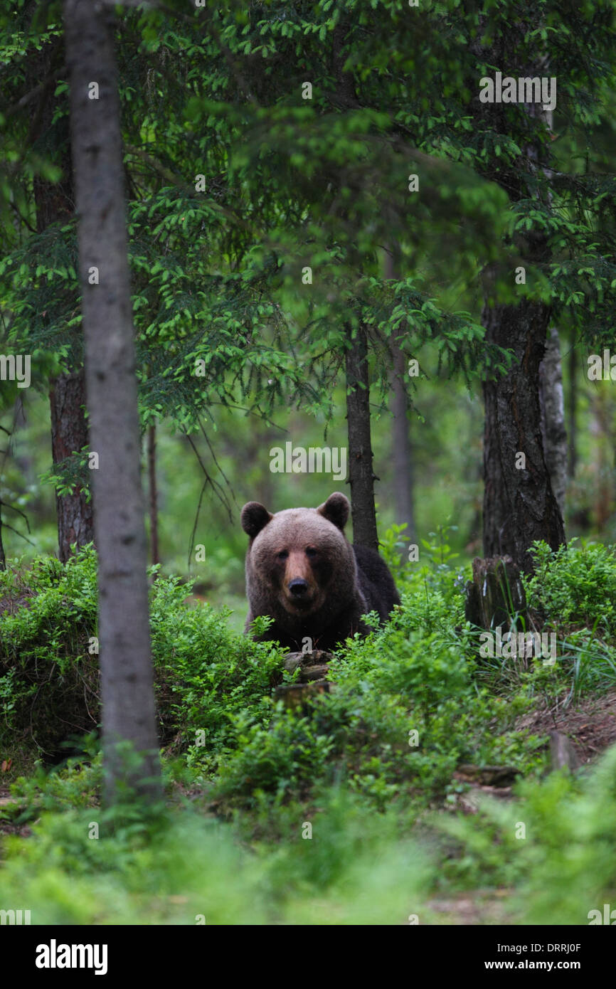 Brown bear (Ursus arctos) in Primeval forest. Europe, Estonia Stock Photo