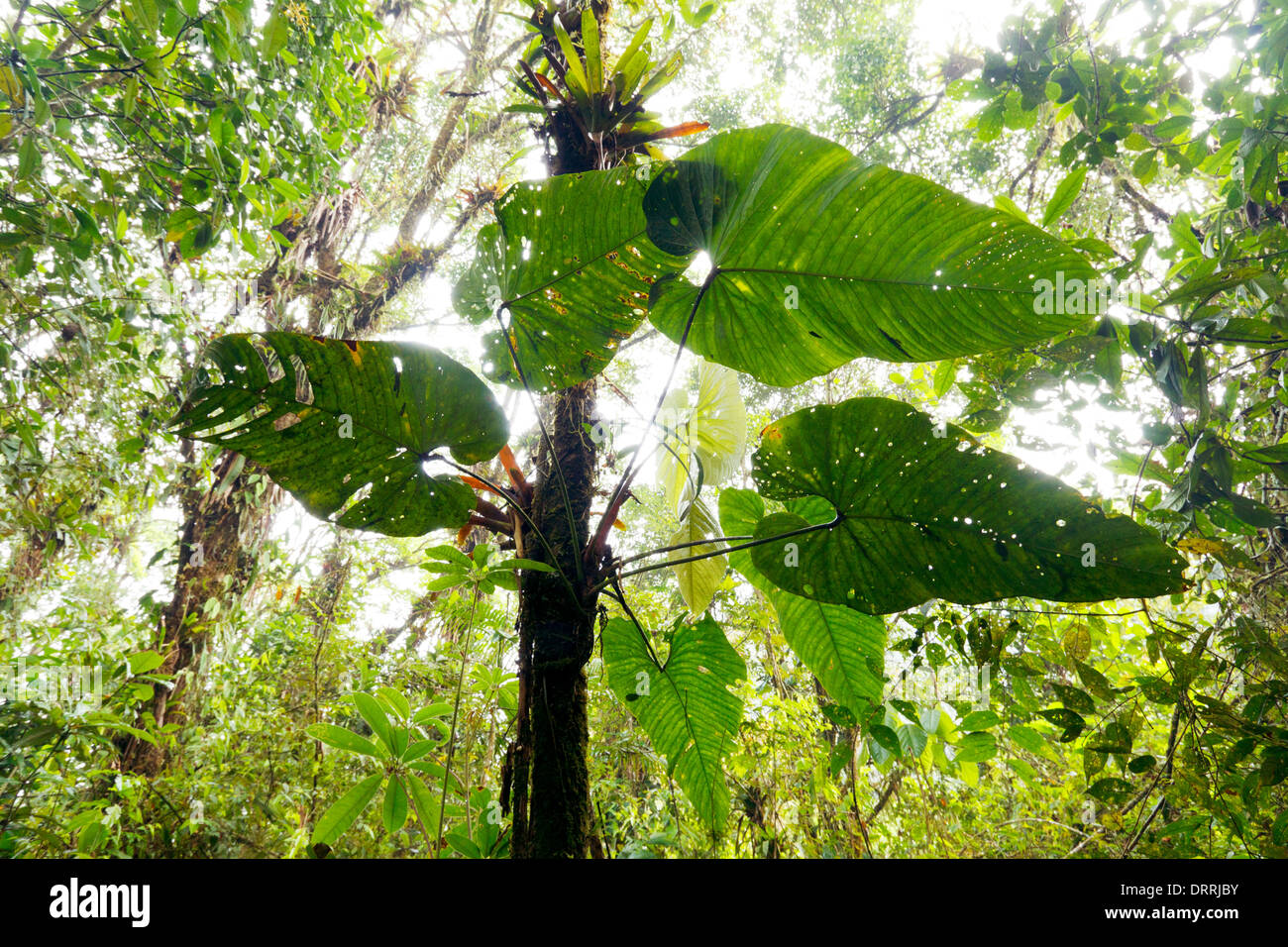 A large leaved Philodendron climber growing on a tree trunk in cloudforest on the Pacific slopes of the Andes in Ecuador Stock Photo