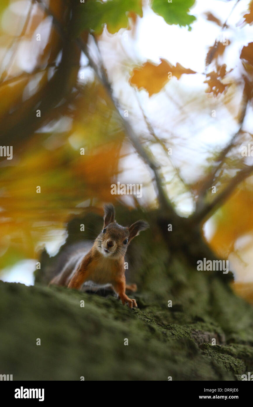 Wild Red squirrel (Sciurus vulgaris) climbing on the oak tree. Stock Photo