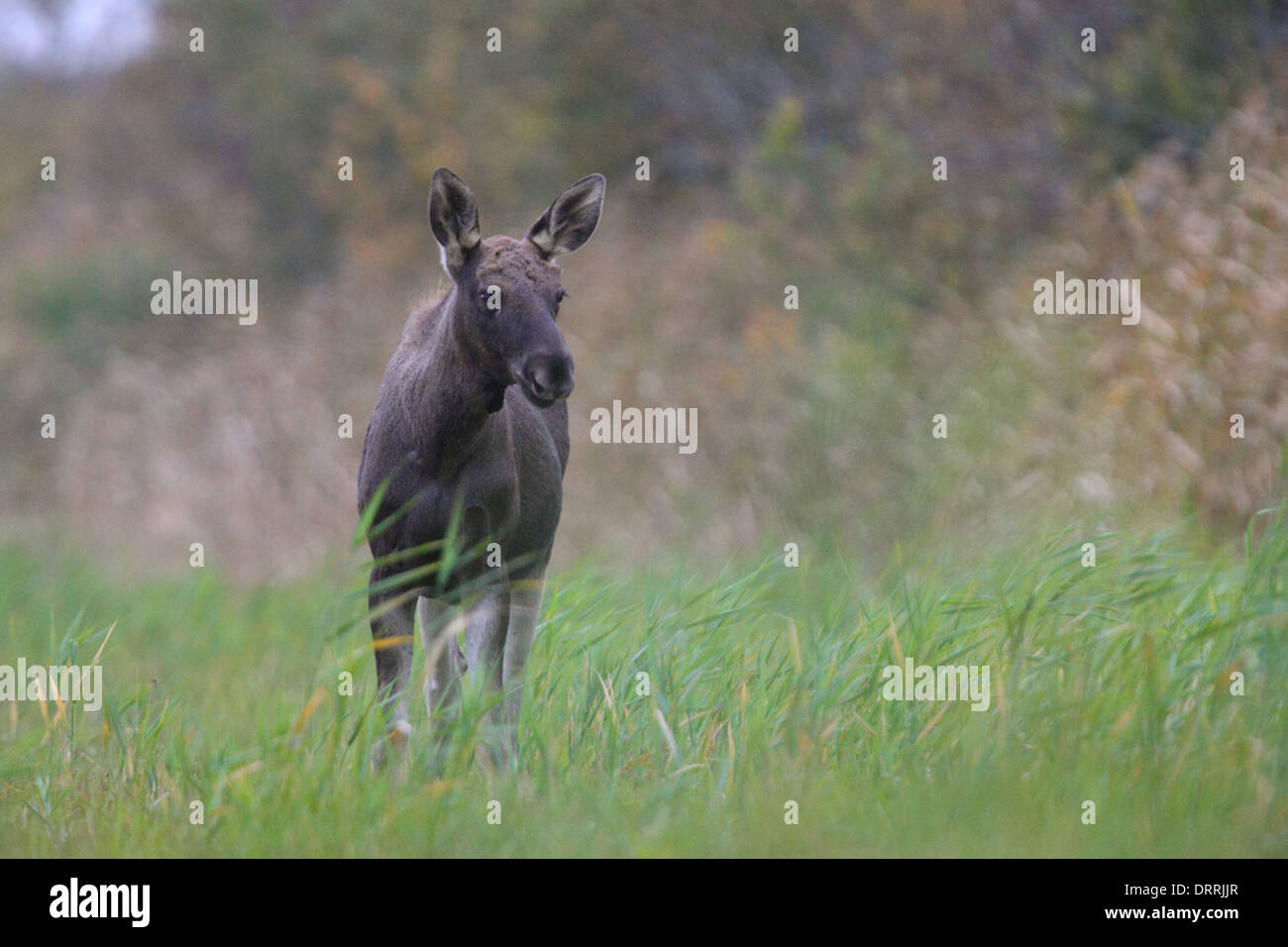 Elk (Alces alces) at floodplain. Europe Stock Photo