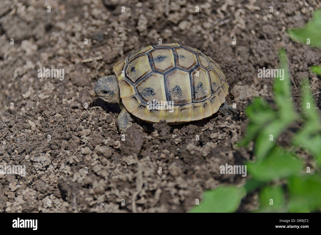Small tortoise in garden Stock Photo