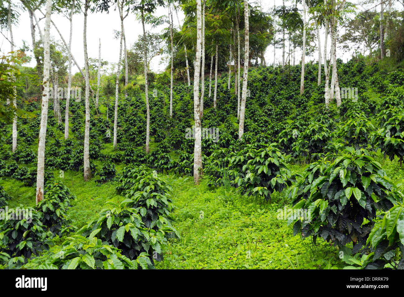 Coffee bushes in a shade-grown organic coffee plantation on the western slopes of the Andes in Ecuador Stock Photo