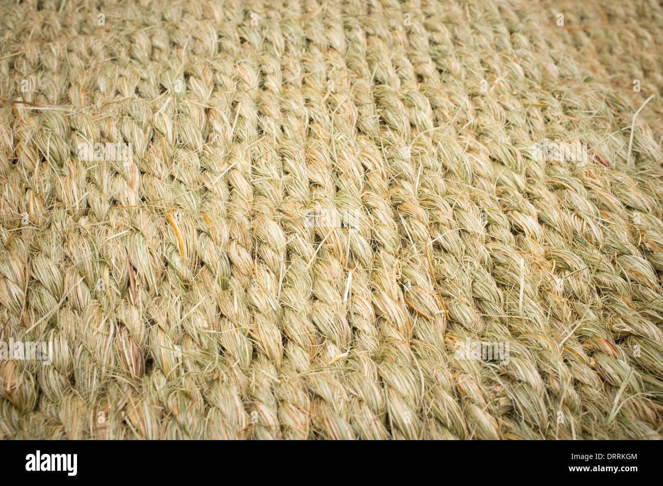 'pita' natural fiber used for weaving handicraft in Chile Stock Photo