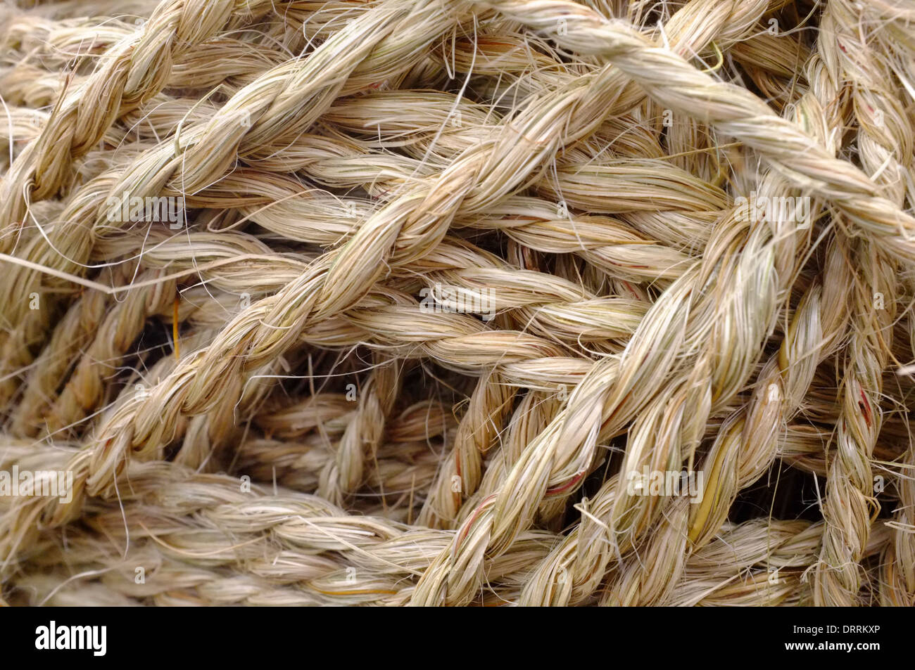 'pita' natural fiber used for weaving handicraft in Chile Stock Photo