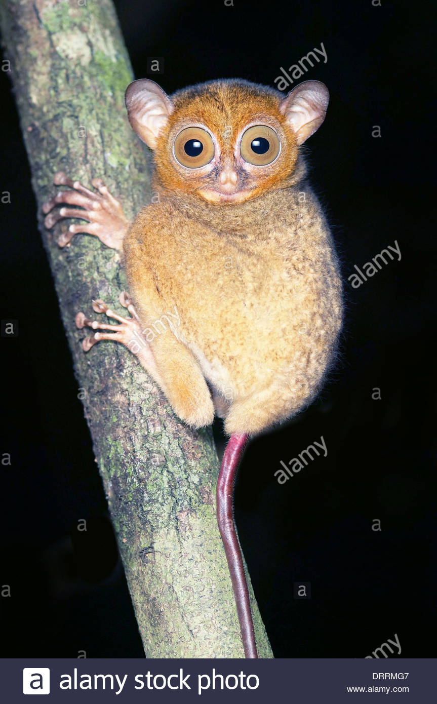 western Horsfield's tarsier cephalopachus bancanus borneo mammal Stock ...