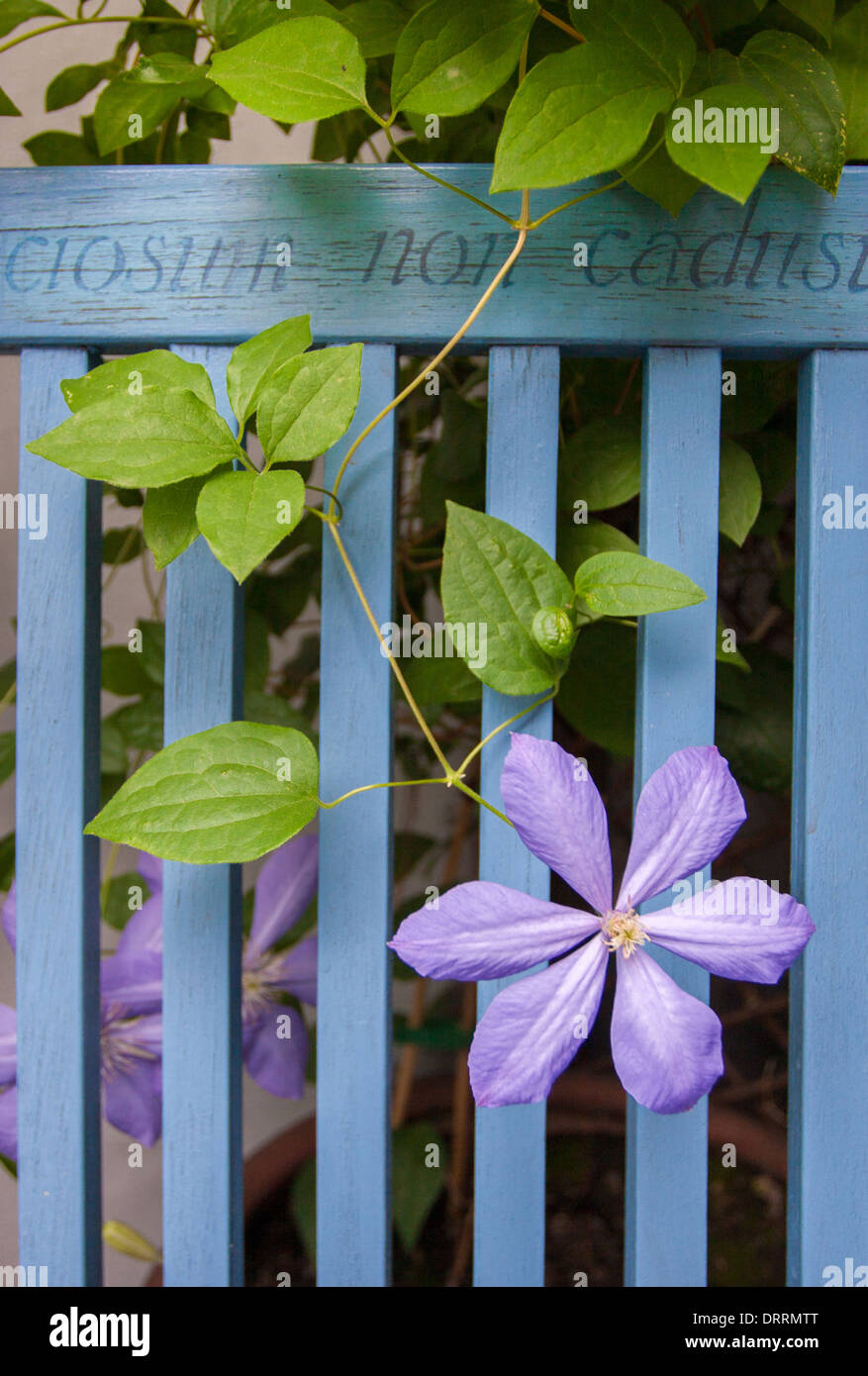 Delicate mauve Clematis flowering through a blue painted garden bench Stock Photo