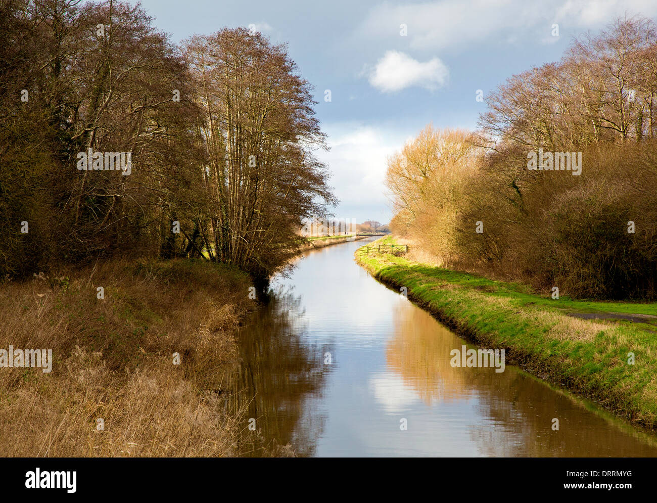 The Glastonbury canal at Ham Wall on the Somerset Levels UK in winter Stock Photo