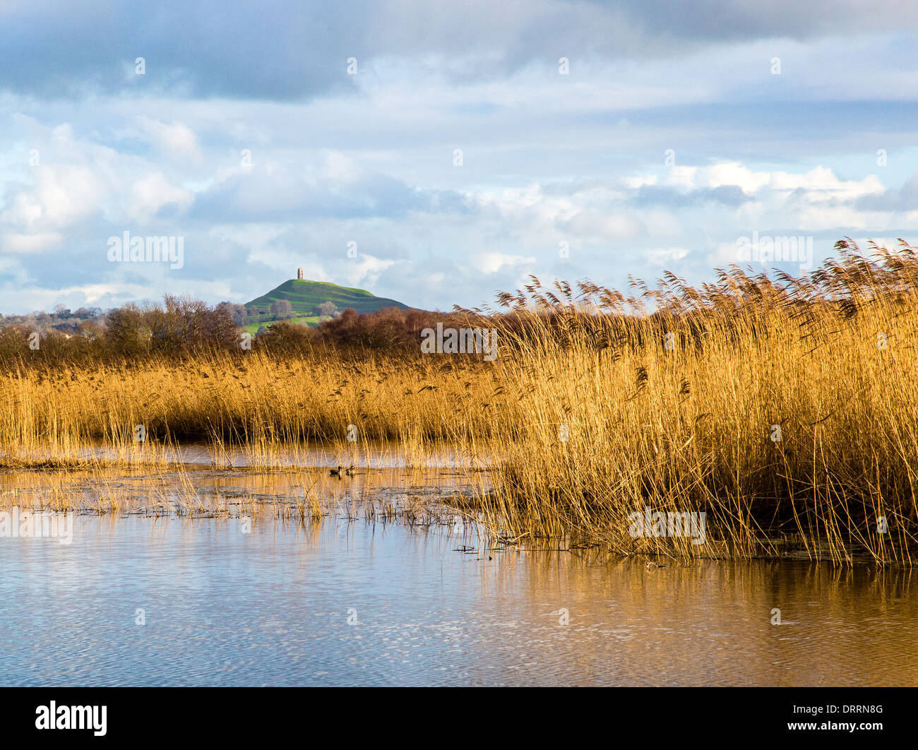 Somerset Levels at Ham Wall nature reserve with distant Glastonbury Tor above the reeds Stock Photo