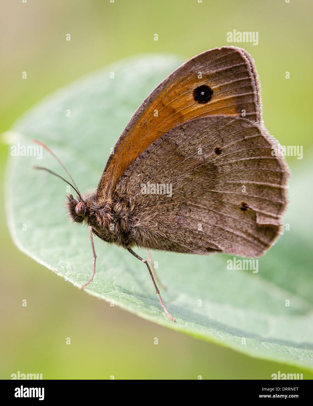 Meadow Brown butterfly Maniola jurtina underside Stock Photo