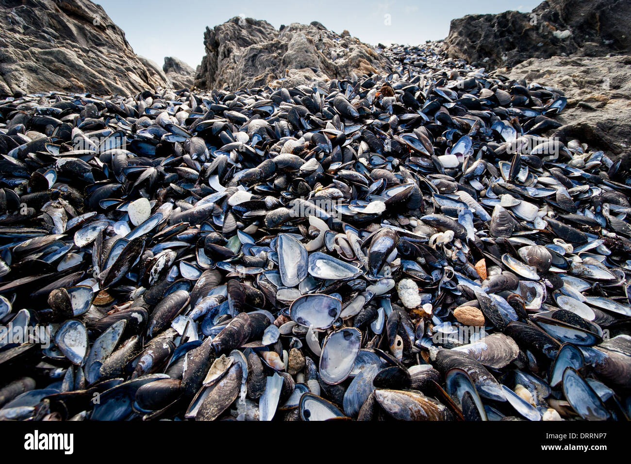 Rocky shore with extensive mussel beds on the Atlantic coast of South