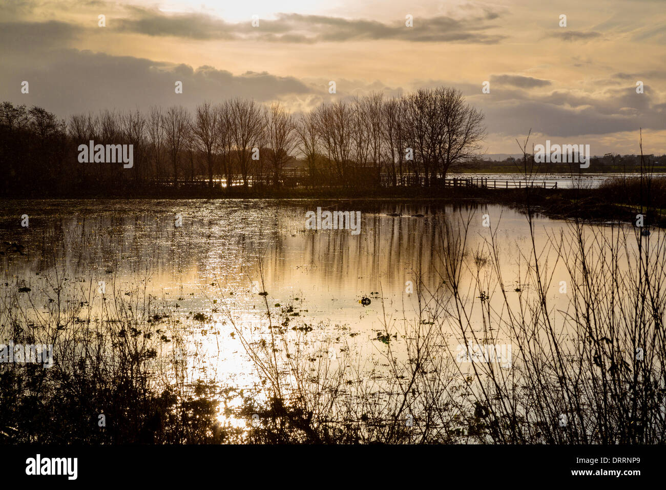 Flooded fields on the Somerset Levels UK after the extreme winter conditions of 2014 Stock Photo