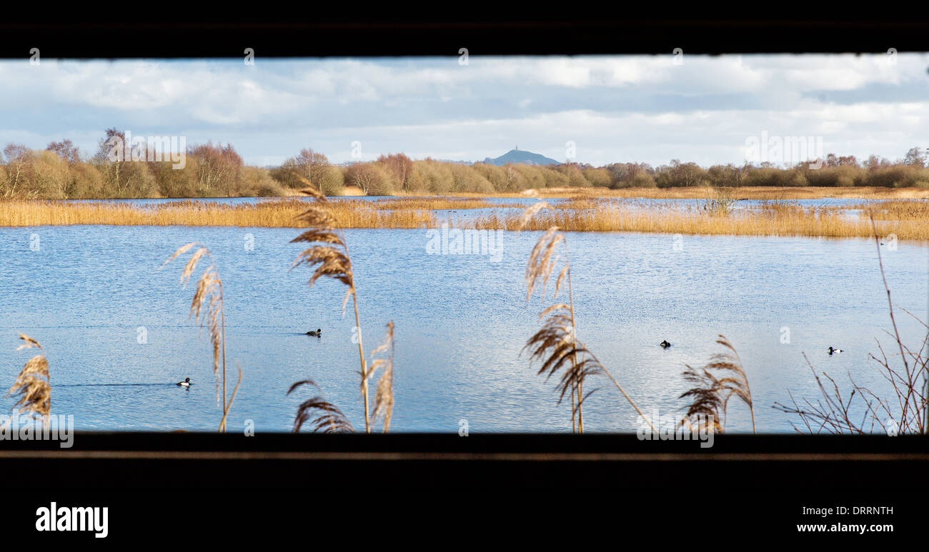 View from a bird hide at Shapwick Heath on the Somerset Levels looking out over the shallow reeded lakes to Glastonbury Tor Stock Photo