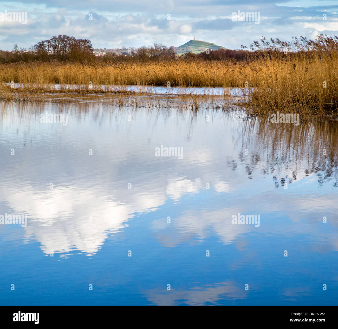 Somerset Levels at Ham Wall with Glastonbury Tor behind the reed beds Stock Photo