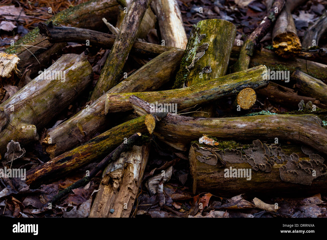 A stack of moldy wood logs on a bed of leaves in Saugerties, New York, on 10 April 2013. Stock Photo