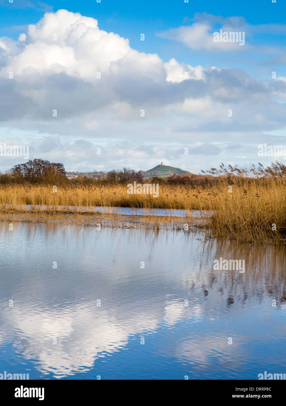 Glastonbury Tor from Ham Wall the RSPB reserve on the Somerset levels UK Stock Photo