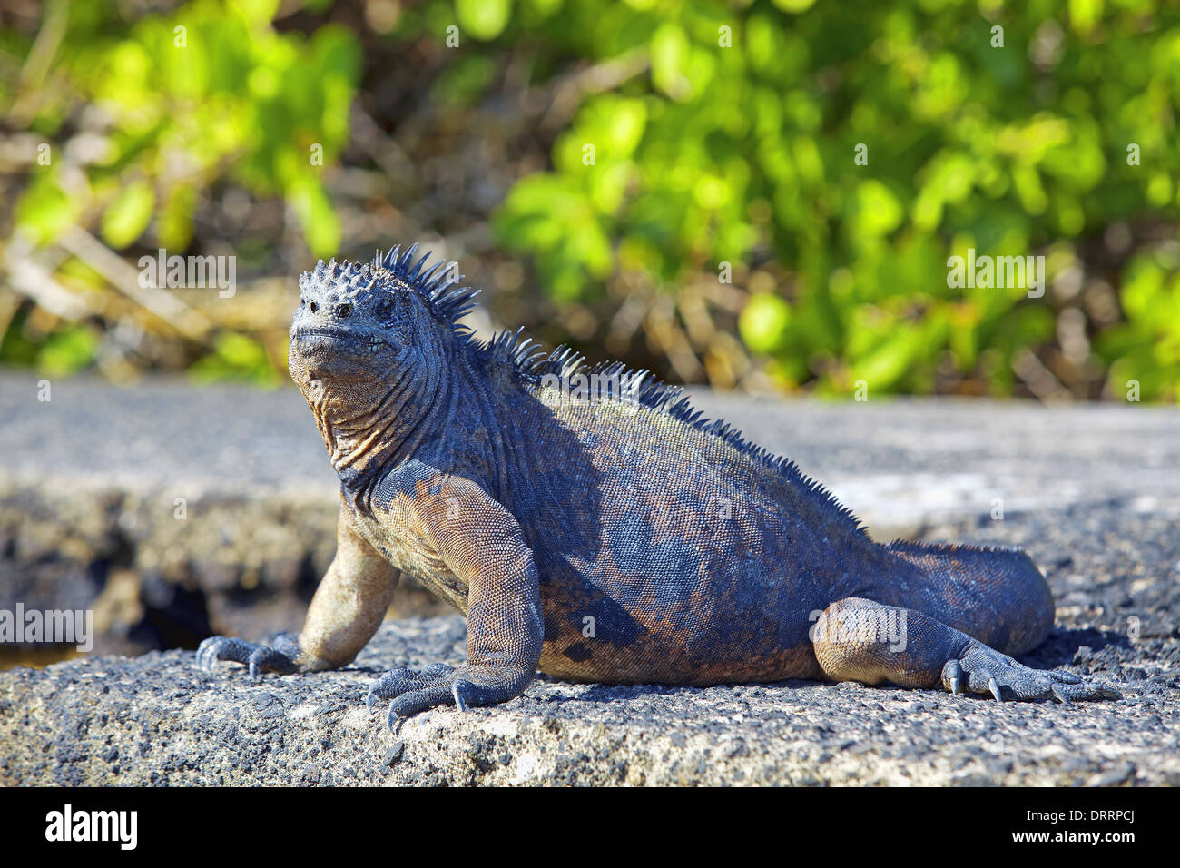 Galapagos marine Iguana Stock Photo