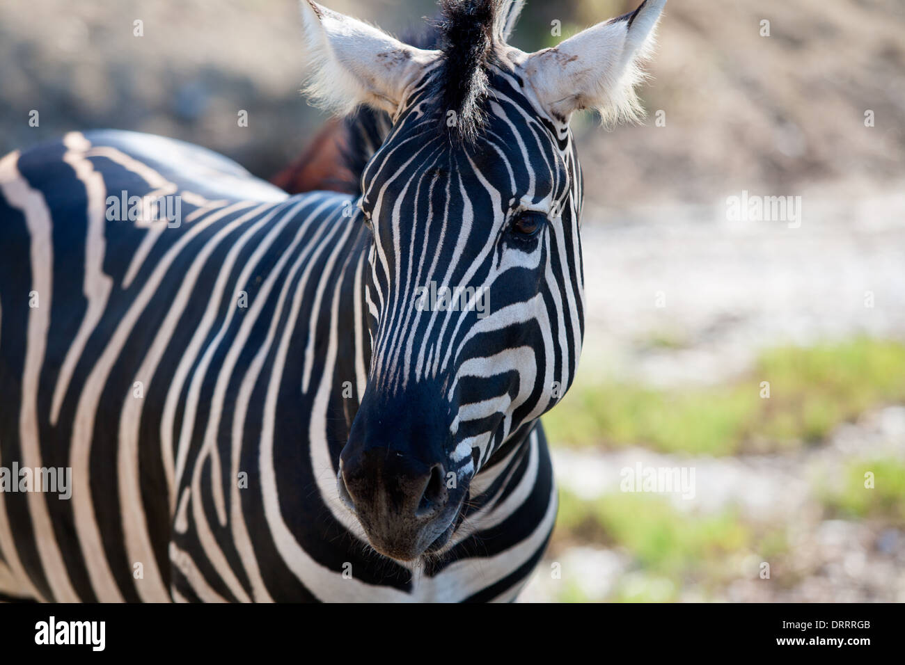 African Zebra portrait horizontal view in the park Stock Photo