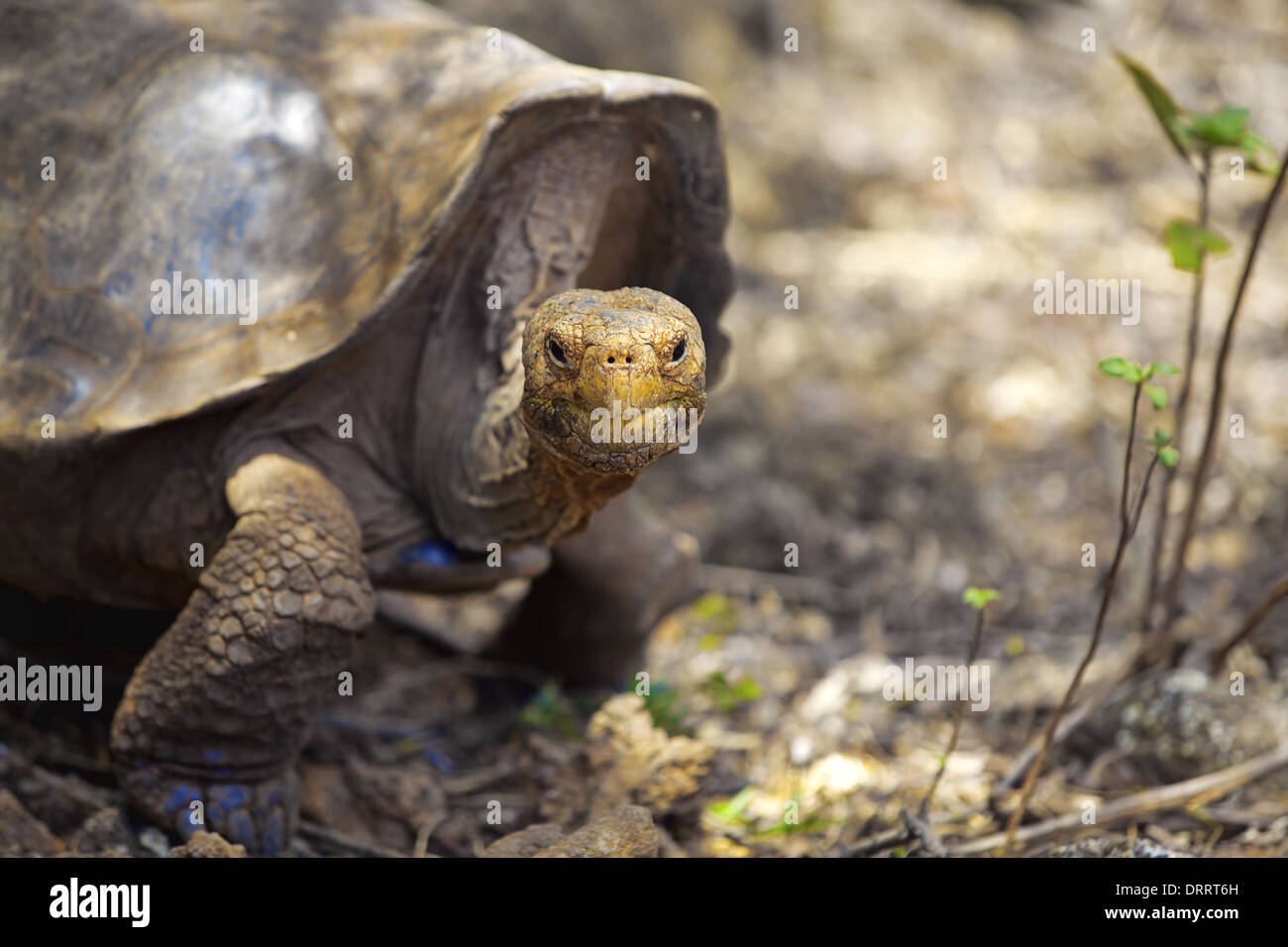 Galapagos Tortoise Neck Hi-res Stock Photography And Images - Alamy